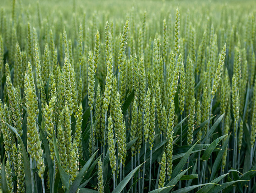 oferta agrosonic
