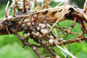 bakterie glebowe rhizobium